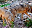 lobo_caza.jpg